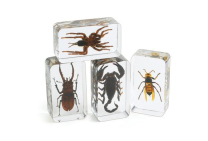 Acrylic Scary Bug Specimens - Set of 4