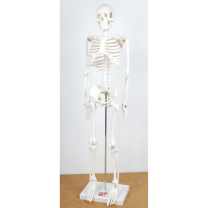Half-scale Skeleton