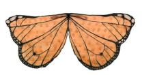 Orange Butterfly Wings